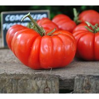 50 Bio Costoluto Fiorentino Tomatensamen Tomate Pomodoro Pomidor Sementes Siemenet Zaad Semillas Semi Frø Sementi Nasiona von VerveinaSeeds