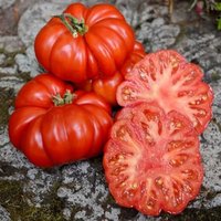 50 Bio Costoluto Fiorentino Tomatensamen Tomate Pomodoro Pomidor Sementes Siemenet Zaad Semillas Semi Frø Sementi Nasiona von VerveinaSeeds