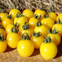 50 Bio Goldkrone Erbstück Tomatensamen Samen Semi Semillas Graines Somen Zaden Zaad Sementes Siemenet Sementi Nasiona von VerveinaSeeds