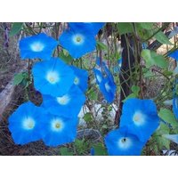 100 Bio Ipomoea Heavenly Blue Morning Glory Seeds Prunkwinde Samen Zaad Zaden Semi Sementi Sementes Siemenet Graines Semillas Somen von VerveinaSeeds