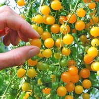 50 Bio Johannisbeertomate Tomatensamen Pomodoro Pomidor Tomate Sementes Siemenet Zaad Semillas Semi Frø . Gelb Goldrausch Johannisbeere von VerveinaSeeds