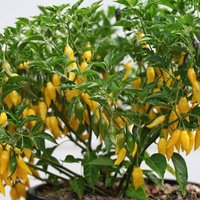 50 Bio Lemon Drop Chili Samen Hot Drop Chilli Peperone Semi Semillas Poivre Graines Sementes Siemenet Somen Zaden von VerveinaSeeds
