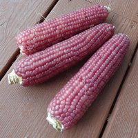 50 Bio Neon Pink Popcorn Mais Samen Graines Maíz Semillas Zaden Zaad Somen Semi Sementi Sementes Siemenet von VerveinaSeeds