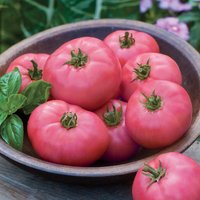 50 Bio Pink Ponderosa Heirloom Tomate Pink Ponderosa Semi Samen Körner von VerveinaSeeds