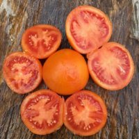 50 Bio Zlatava Erbstück Tomatensamen Samen Somen Graines Semi Sementes Siemenet Zaden Tomat Pomodoro Tomate von VerveinaSeeds