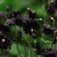 50 Black Barlow Aquilegia Akelei Samen Graines Semillas Zaden Zaad Somen Semi Sementi Nasiona Sementes Siemenet Frø von VerveinaSeeds