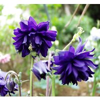 50 Graines D'ancolie Blue Barlow Aquilegia Akelei Samen Semillas Zaden Somen Semi Sementi Sementes Siemenet Frö von VerveinaSeeds