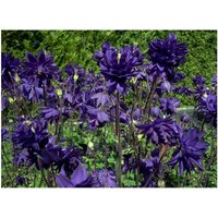 50 Blue Barlow Aquilegia Columbine Samen Akelei Semillas Zaden Somen Semi Sementi Sementes Siemenet Frö von VerveinaSeeds