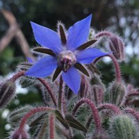 50 Borretsch Samen Borago Blue Bestäuberblume 50 Borretsch Samen Borago Blue Bestäuberblume von VerveinaSeeds