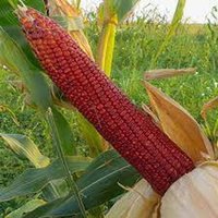 50 Crvena Red Ornamental Corn Organic Seeds Roter Mais Samengraines Semi Sementi Somen Siemenet Sementes Zaad Zaden Frø Semillas Nasiona von VerveinaSeeds