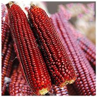 50 Crvena Red Ornamental Corn Organic Seeds Roter Mais Samengraines Semi Sementi Somen Siemenet Sementes Zaad Zaden Frø Semillas Nasiona von VerveinaSeeds