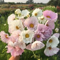 50 Cupcakes Blush Cosmos Samen, Rosa Und Weiße Blume 50 Cupcakes Blush Cosmos Samen, Rosa Und Weiße Blume von VerveinaSeeds
