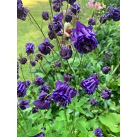 50 Double Blue Aquilegia Akelei Samen Ancolie Graines Semillas Zaden Zaad Somen Semi Sementi Sementes Siemenet Frö von VerveinaSeeds