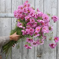50 Fizzy Pink Schmuckkörbe Samen, Dunkle Mitte Blumen 50 Fizzy Pink Schmuckkörbe Samen, Dunkle Mitte Blumen von VerveinaSeeds