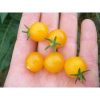 50 Gelbe Johannisbeere-Tomatensamen Goldrausch-Sorte, Organisch, Ohne Gvo 50 Gelbe Johannisbeere-Tomatensamen Goldrausch-Sorte, Organisch, Ohne Gvo von VerveinaSeeds