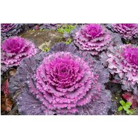 50 Rote Taube Zier Grünkohl Samen von VerveinaSeeds