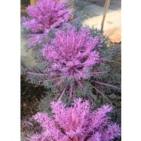 50 Rotkohl Samen - Herbststrauß, Container Gärten von VerveinaSeeds