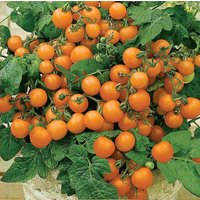 50 Venus Orange Zwergtomate Samen Zwerg Tomate Minatur Körner Topf von VerveinaSeeds