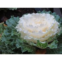 50 Weiße Tauben Zierkohl Samen Brassica Oleracea von VerveinaSeeds