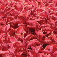 50 Wizard Sunset Coleus Seeds Buntnessel Samen Somen Graines Semi Sementi Semillas Zaad Sementes Siemenet Sēklas Frae von VerveinaSeeds