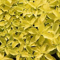 30 Coleus Wizard Golden Samen Sehr Dekorativer Topf Balkon Drinnen Zierblumenpflanze von VerveinaSeeds