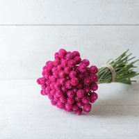 60 Bio Karmin Globe Amaranth Gomphrena Kugelamarant Kogelamarant Samen Semillas Graines Somen Zaad Zaden Frø Sementes Siemenet von VerveinaSeeds