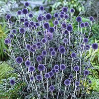 Ausverkauf 100 Echinops Ritro Globe Distel Samen Kugeldistel Semi Sementi Graines Nasiona Somen Frø Semillas Sementes Siemenet Zaad Zaden von VerveinaSeeds