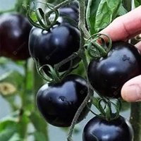 30 Bio American Blue Heirloom Schwarze Tomate Pomodoro Samen Somen Sementes Zaad Zaden Getreide Semi Semillas von VerveinaSeeds