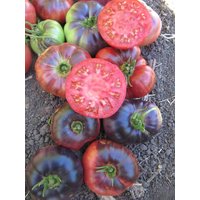 Sale 100 Bio Amethyst Jewel Tomaten Samen Open Pollinated Erbstück Seltene Tomate Rot Violett von VerveinaSeeds
