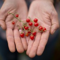 Sale 100 Organic Red Currant Tomato Seeds Johannisbeertomate Samen Graines Semi Semillas Sementi Zaden Sementes Siemenet Somen Nasiona von VerveinaSeeds