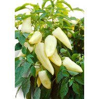 100 Nova Sweet Green Pepper Samen - Bio Erbstück von VerveinaSeeds