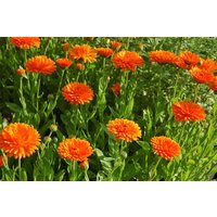 Sale 1000 Bio Ringelblume Orange King Samen Zaad Zaden Semi Semillas Graines Sementes Siemenet Somen Medical Herb Pot Ringelgold von VerveinaSeeds