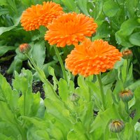 Sale 1000 Bio Topf Marigold Orange King Samen Zaad Zaden Semillas Graines Sementes Siemenet Somen Medical Herb Pot Ringelgold von VerveinaSeeds