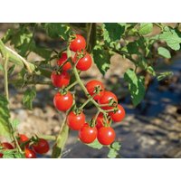 Sale 50 Bio Rote Johannisbeer Tomatensamen Johannisbeertomate Samen Graines Semillas Sementi Zaden Sementes Siemenet Somen Nasiona von VerveinaSeeds