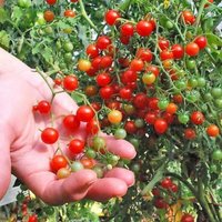 Sale 50 Bio Rote Johannisbeere Tomatensamen Johannisbeertomate Samen Graines Semi Semillas Sementi Zaden Sementes Siemenet Somen Nasiona von VerveinaSeeds