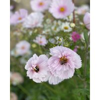 Sale 50 Cupcakes Blush Cosmos Seeds Schmuckkörbchen Samen Graines Semillas Zaden Somen Semi Sementi Nasiona Frō Sementes Siemenet von VerveinaSeeds