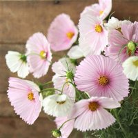 50 Cupcakes Blush Cosmos Samen - Zarte Rosa & Weiße Blumen 50 Cupcakes Blush Cosmos Samen - Zarte Rosa & Weiße Blumen von VerveinaSeeds