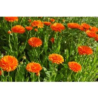 Sale 500 Bio Ringelblume Orange King Samen Topf Zaad Zaden Semi Semillas Graines Sementes Siemenet Somen von VerveinaSeeds