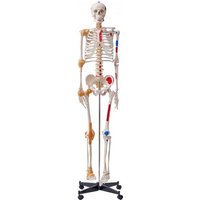 VEVOR Menschliches Skelett Modell für Anatomie, 182 cm Lebensgröße, Genaues PVC Anatomie Skelett Modell mit Bändern, Beweglichen Armen, Beinen & Kiefer, mit Muskelursprung & Insertionspunkten von Vevor