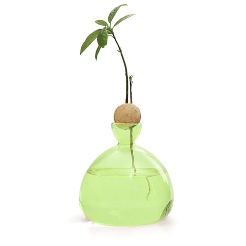 14cm Avocado Vase Glas Avocado Seed Vase Avocado Samen Pflanzgefäß Vase Aufzucht Glas Für Avocados Bunte Vasen Für Zuhause Spriessender Pflanztopf Für Gartenbegeisterte von Vgvgaj