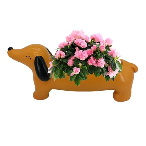 Vgvgaj 21x10x6cm Dackel Übertopf Hunde Blumentopf Dackel Pflanztopf Hund Harz Sukkulenten Blumentopf Niedliche Pflanzgefäße Für Zimmerpflanzen Übertopf Für Outdoor Dekoration von Vgvgaj