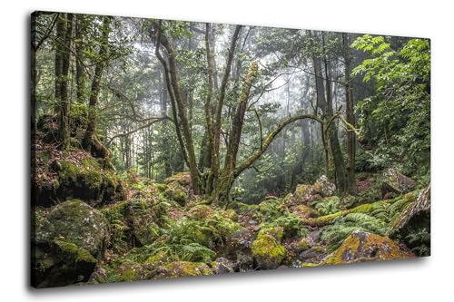 Via Artis Leinwandbild - 100x50 cm XXL Format - Premium Wandbilder für Wohnzimmer & Schlafzimmer - Wald grün Bäume - Verwunschener Urwald von Via Artis