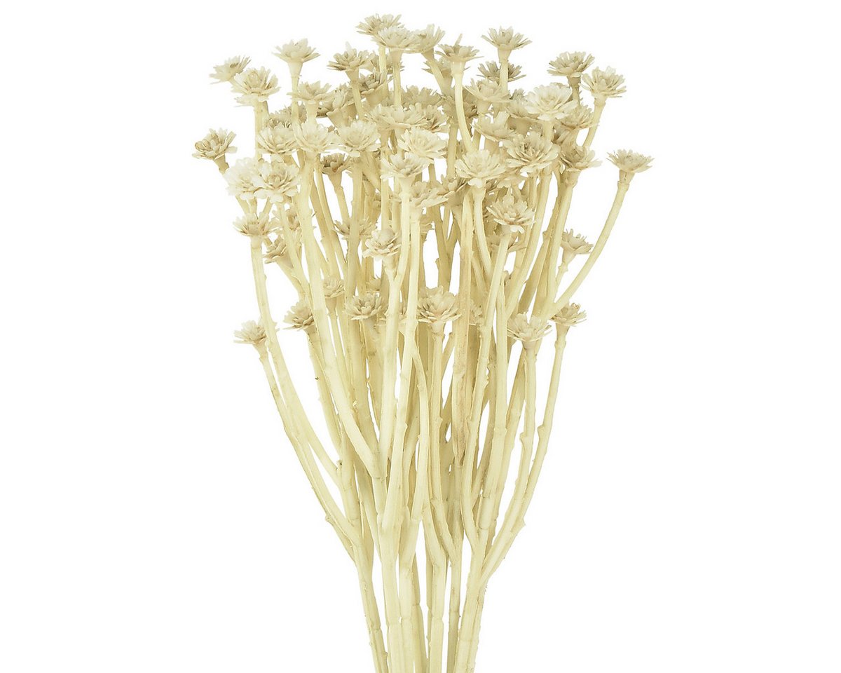 Kunstblume Künstliches Currykraut für elegante Dekoration Helichrysum, Viana, Höhe 1.0 cm von Viana