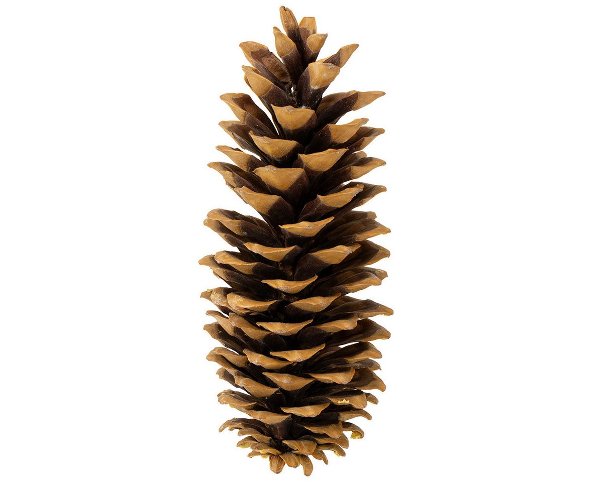 Trockenblume Dekorativer Kieferzapfen als vielseitige Tisch- und, Viana, Höhe 15 cm Trockenblume Dekorativer Kieferzapfen als vielseitige Tisch- und, Viana, Höhe 15 cm von Viana