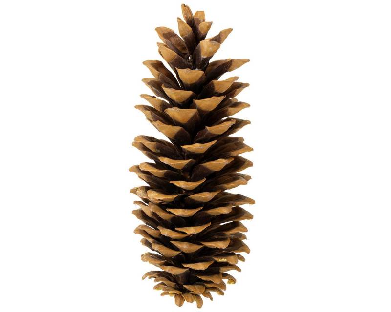 Trockenblume Dekorativer Kieferzapfen als vielseitige Tisch- und, Viana, Höhe 15 cm von Viana
