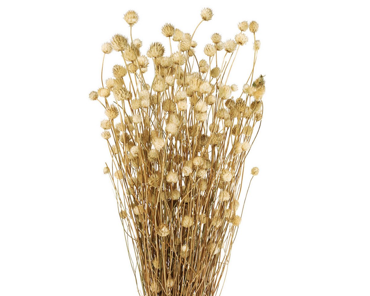 Trockenblume Trockenblumen Deko Kunstpflanze Trockendistel Erdbeerdistel Natur, Viana Trockenblume Trockenblumen Deko Kunstpflanze Trockendistel Erdbeerdistel Natur, Viana von Viana