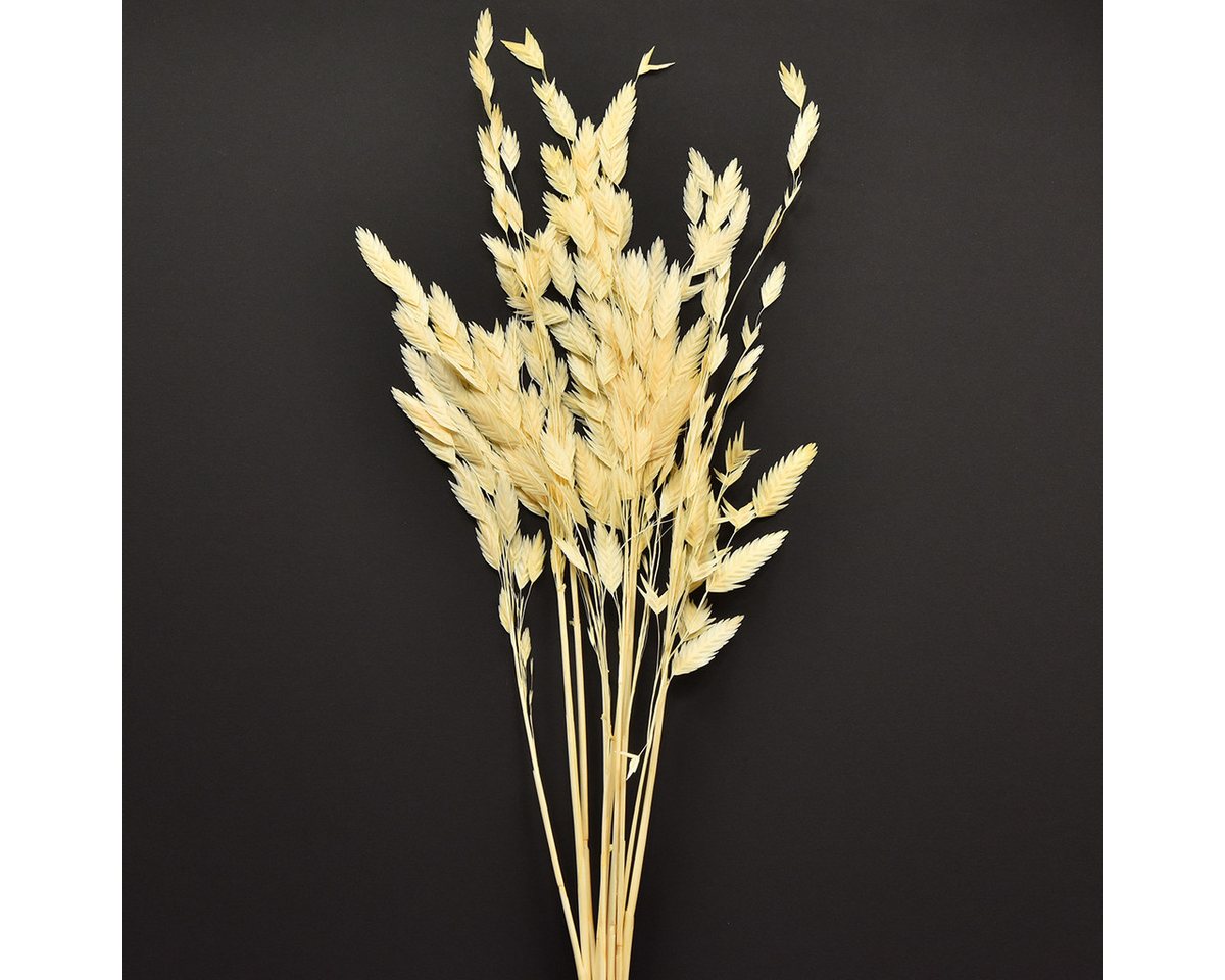 Viana Bastelnaturmaterial Plattährengras Chasmantium Trockenblumen Champagner 70cm 10 St von Viana