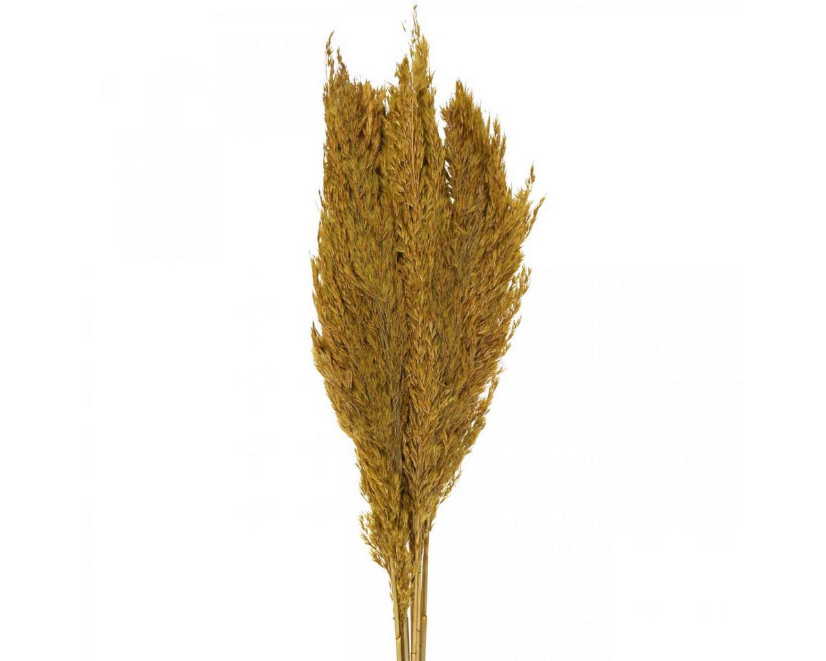 Trockenblume Trockengras Olivgrün Deko 70cm 10 St Pampasgras Ersatz, Viana, Höhe 75 cm von Viana