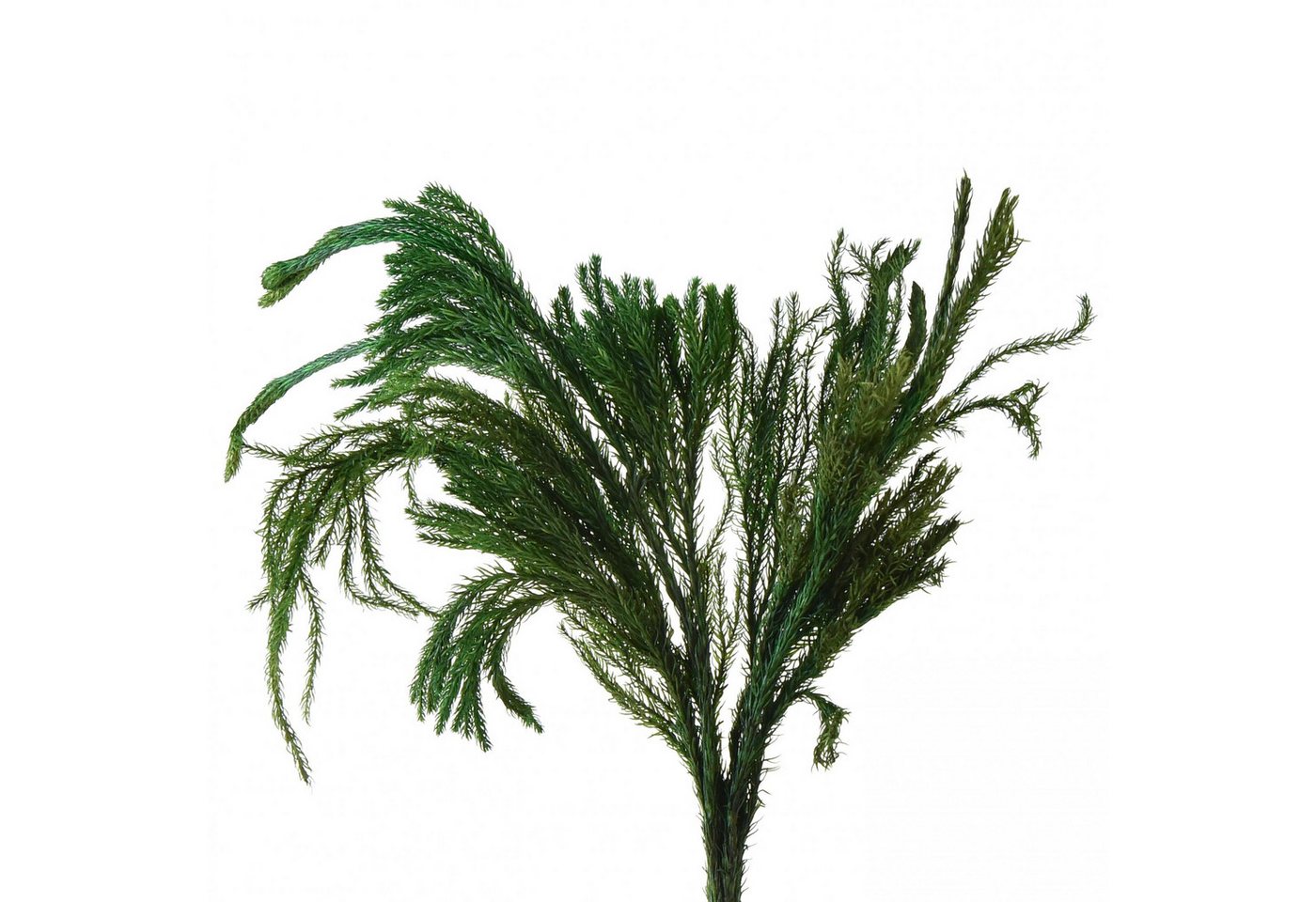 Viana Bastelmoos Deko-Moos Erikamoos Naturgrün, Naturdeko getrocknet für Kranz von Viana