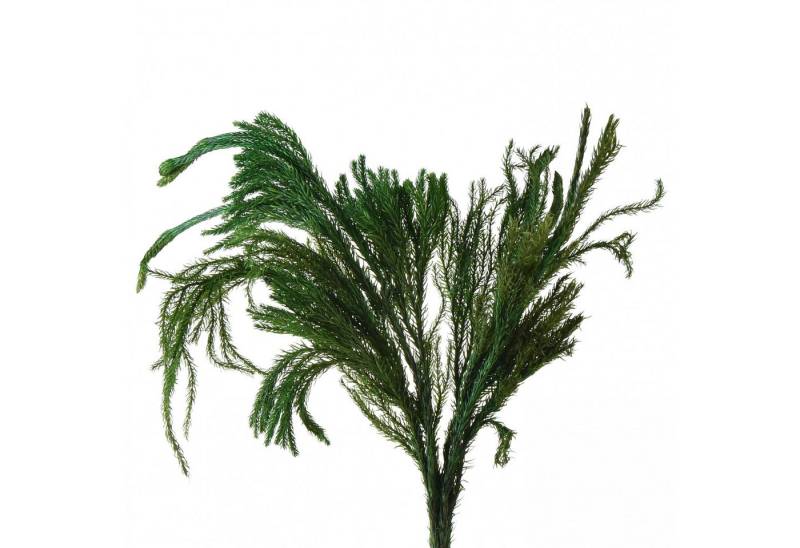 Viana Bastelmoos Deko-Moos Erikamoos Naturgrün, Naturdeko getrocknet für Kranz von Viana